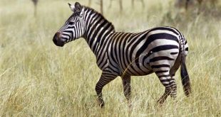 Zebra Nedir