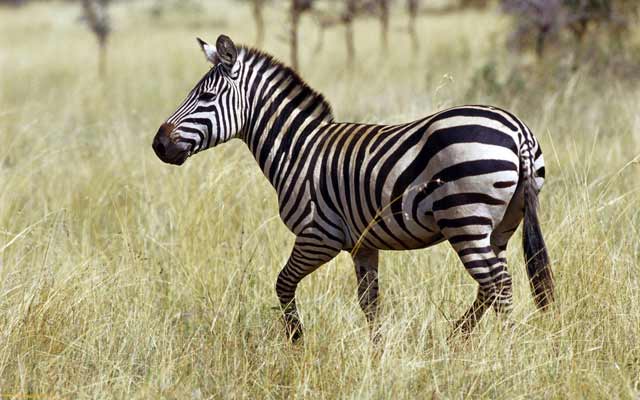 Zebra Nedir