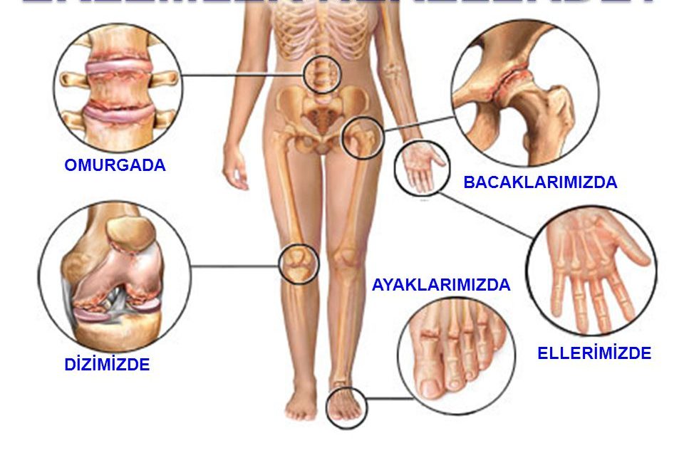 Eklemler Nedir