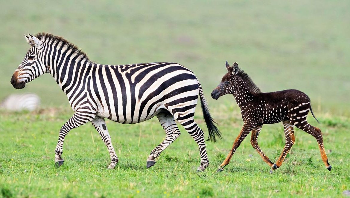 Rüyada Zebra Görmek Ne Anlama Gelir? Nedir ve Nasıl